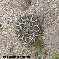 Northern Mohave Rattlesnake   