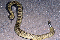 Northern Mohave Rattlesnake   