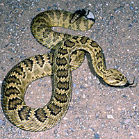 Northern Mohave Rattlesnake   