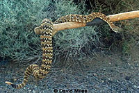 Panamint Rattlesnake