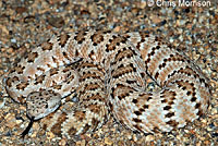 Panamint Rattlesnake