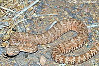 Panamint Rattlesnake