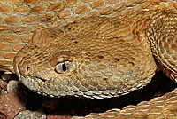 Panamint Rattlesnake