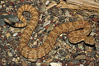 Panamint Rattlesnake