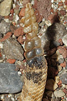 Panamint Rattlesnake