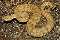 Panamint Rattlesnake