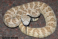 Panamint Rattlesnake