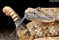 rattlesnake