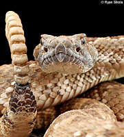 rattlesnake