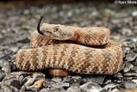 rattlesnake