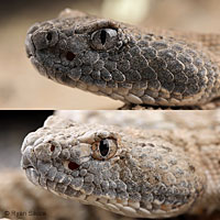 Panamint Rattlesnake