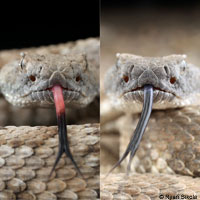 Panamint Rattlesnake