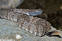 rattlesnake