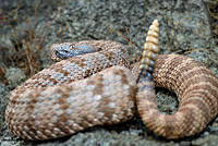 rattlesnake