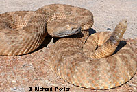 Panamint Rattlesnake