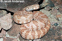 Panamint Rattlesnake