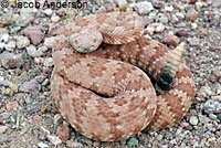 Panamint Rattlesnake