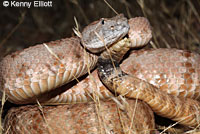 Panamint Rattlesnake