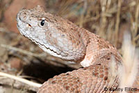 Panamint Rattlesnake