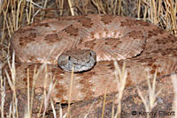 Panamint Rattlesnake