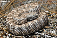 rattlesnake