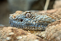 rattlesnake