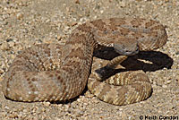 Panamint Rattlesnake