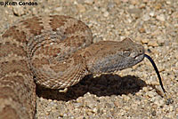 Panamint Rattlesnake