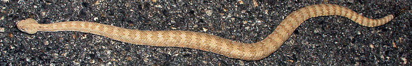 Panamint Rattlesnake