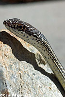 Desert Striped Whipsnake