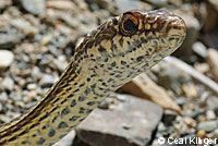 Desert Striped Whipsnake