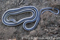 Desert Striped Whipsnake