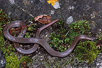 Sharp-tailed Snake