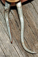 Sharp-tailed Snakes Comparison