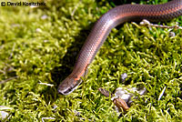 Sharp-tailed Snake