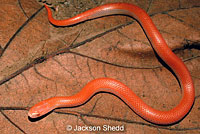 Sharp-tailed Snake