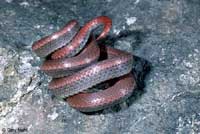 Sharp-tailed Snake