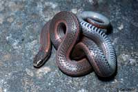 Sharp-tailed Snake