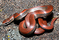 Sharp-tailed Snake