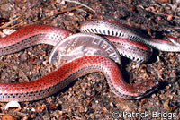 Sharp-tailed Snake