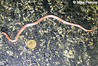 Sharp-tailed Snake