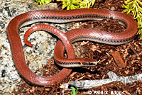 Sharp-tailed Snake