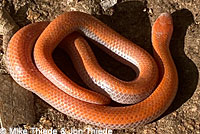 Sharp-tailed Snake