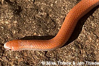 Sharp-tailed Snake