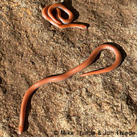 Sharp-tailed Snake