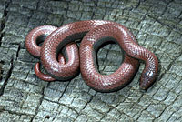 Common Sharp-tailed Snake