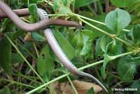 Sharp-tailed Snake