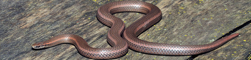 Sharp-tailed Snake