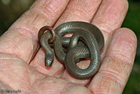 Sharp-tailed Snakes