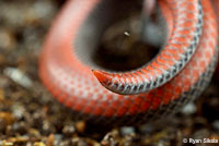 Sharp-tailed Snakes